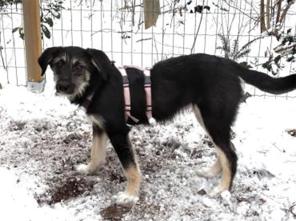 Jule - wartet in 29342 Wienhausen