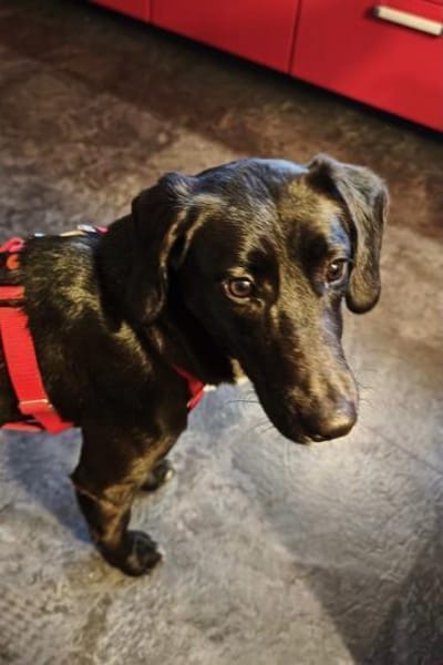 Zenzi möchte dein Herz erobern