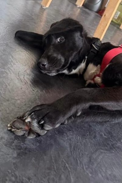 Zenzi möchte dein Herz erobern