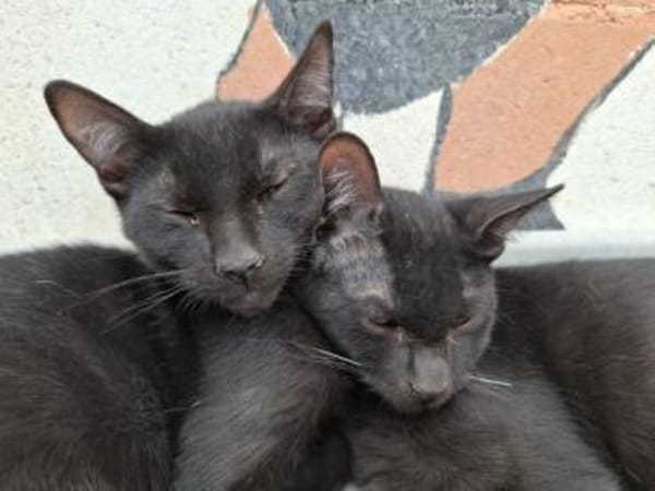 Cesar - munteres, neugieriges Katerchen