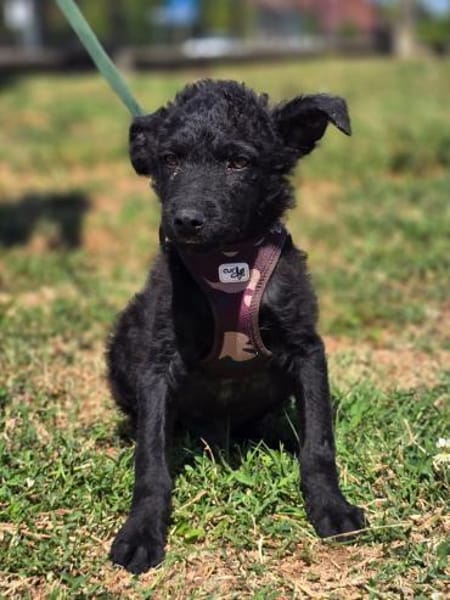 Pepper auf Pflegestelle in Steinfurt