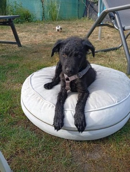 Pepper auf Pflegestelle in Steinfurt