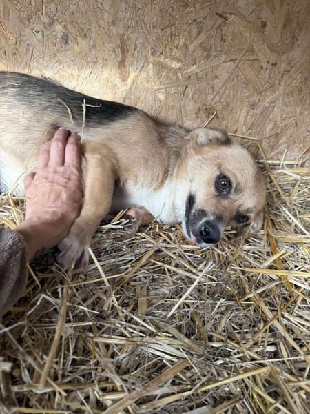 PEPITA 🐾❤ unsere kleine Maus