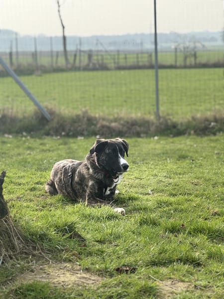 Nula wartet in 47506 Neukirchen-Vluyn