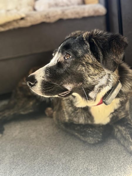 Nula wartet in 47506 Neukirchen-Vluyn