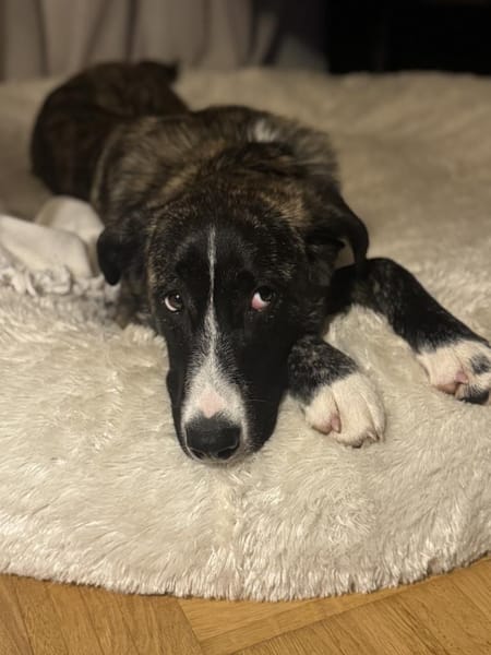 Nula wartet in 47506 Neukirchen-Vluyn