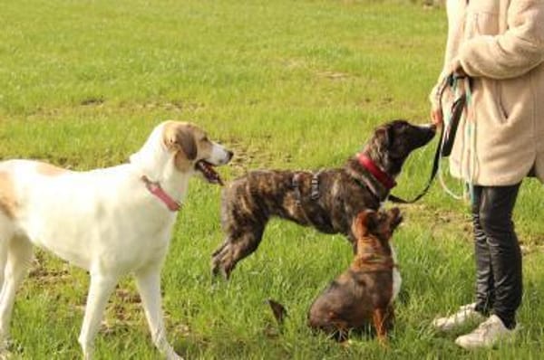 Nula wartet in 47506 Neukirchen-Vluyn