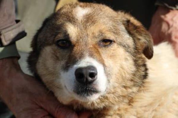 Khana - sehr kinderlieb u. verschmust