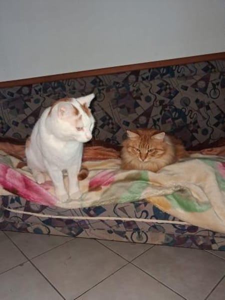 Zuhause gesucht für Lucky