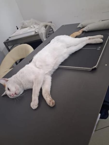 Zuhause gesucht für Lucky