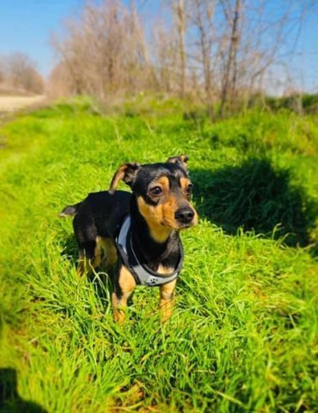 Aya eine kleine traumhafte Hündin