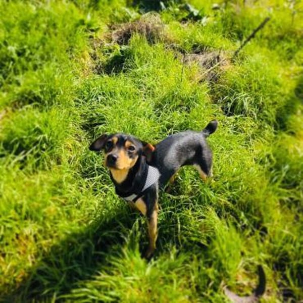 Aya eine kleine traumhafte Hündin