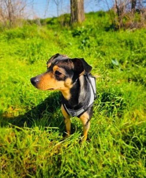 Aya eine kleine traumhafte Hündin