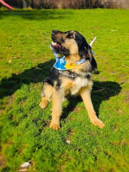 Nicho der perfekte Familienhund