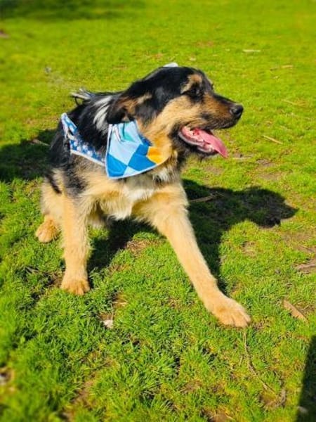 Nicho der perfekte Familienhund