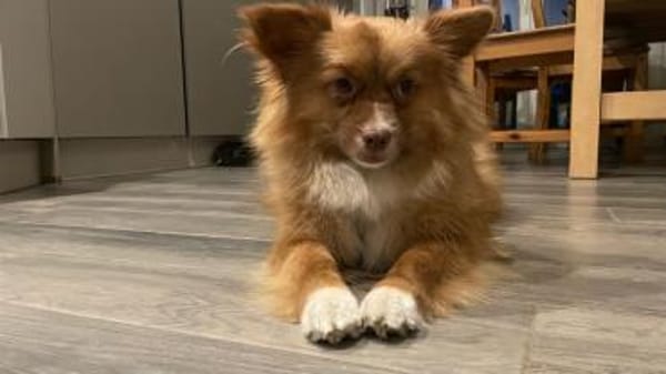 Süßer, kleiner Wuschel