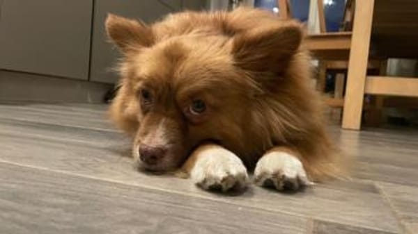 Süßer, kleiner Wuschel