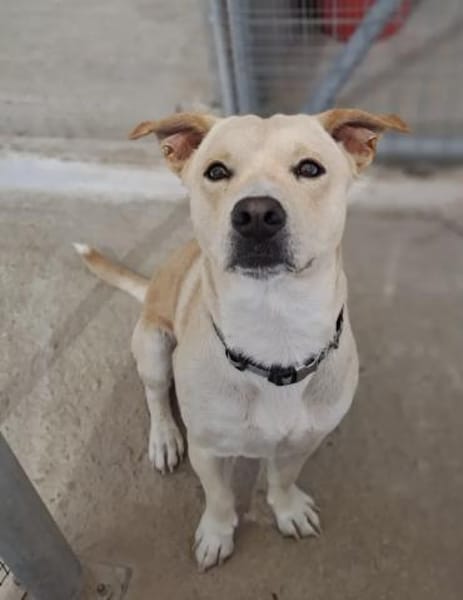 Unkomplizierter kleiner Ricky