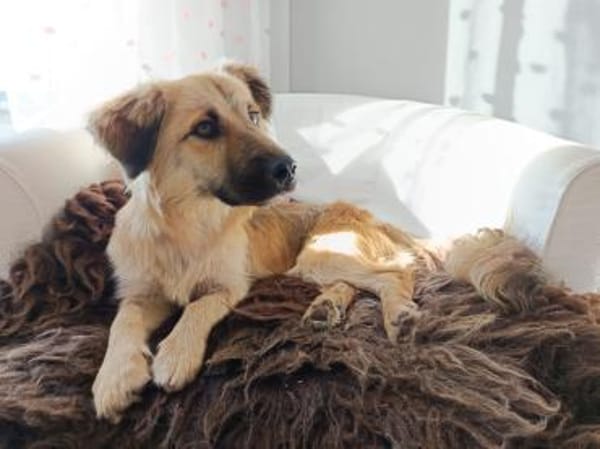 Klea sucht verständnisvolle Menschen