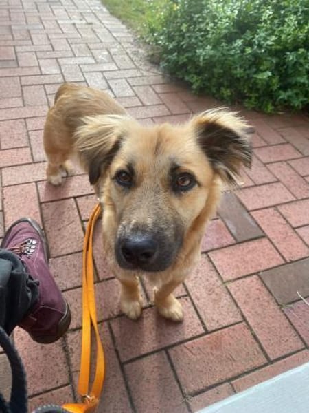 Klea sucht verständnisvolle Menschen