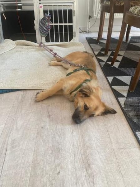 Klea sucht verständnisvolle Menschen