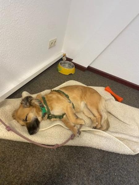 Klea sucht verständnisvolle Menschen