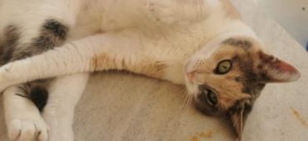 Schöne Bella sucht ein Zuhause!