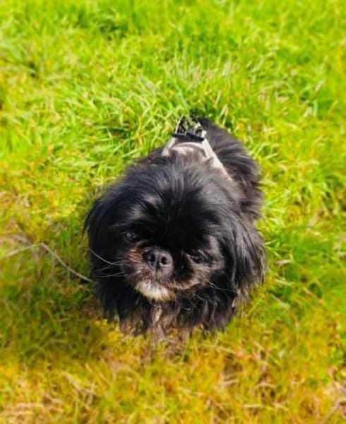 Maggie einfach zauberhaft