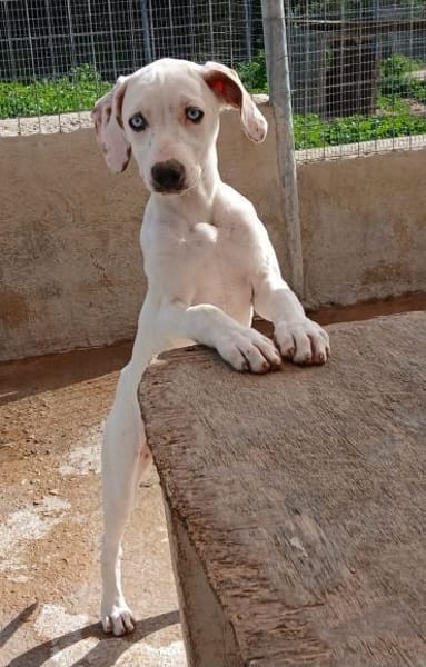 Stella, blauäugige Schönheit