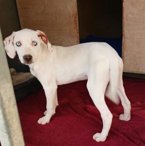 Stella, blauäugige Schönheit