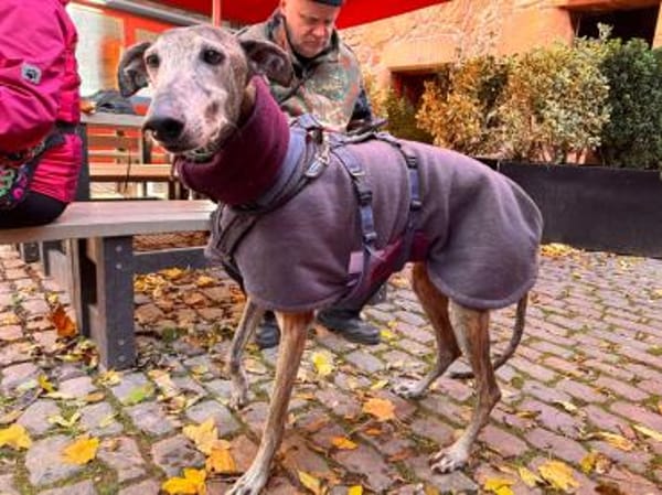 Yull liebt die Ruhe und Gemütlichkeit