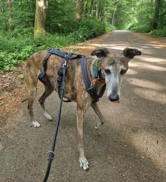 Yull liebt die Ruhe und Gemütlichkeit