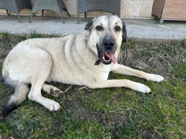 Zu groß geratener Schosshund