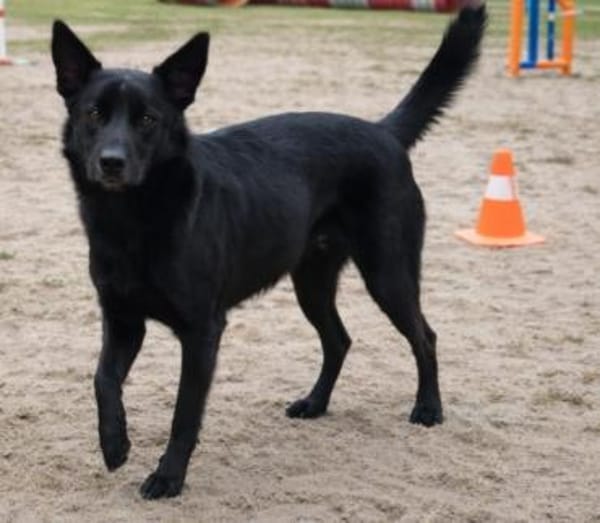 Cleverer Max will aufs Land