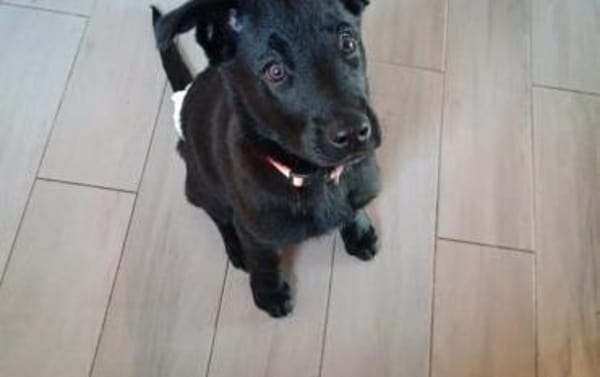 Cleverer Max will aufs Land