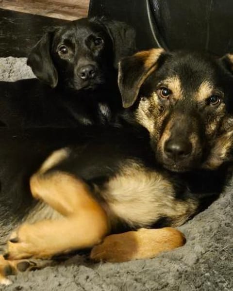 Charles, charmant und lebensfroh