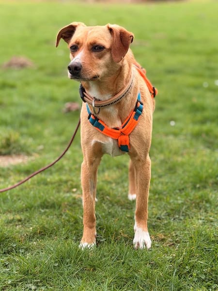 Dalila-neugierig-verspielt und lebhaft