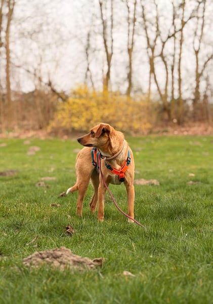 Dalila-neugierig-verspielt und lebhaft
