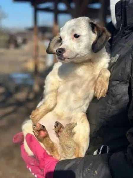 MINOU-zuckersüße Welpen-Hündin