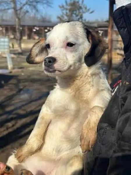 MINOU-zuckersüße Welpen-Hündin