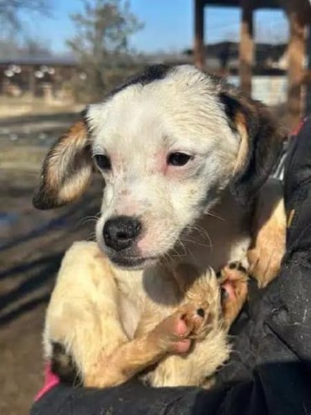 MINOU-zuckersüße Welpen-Hündin