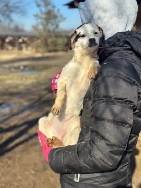 MINOU-zuckersüße Welpen-Hündin