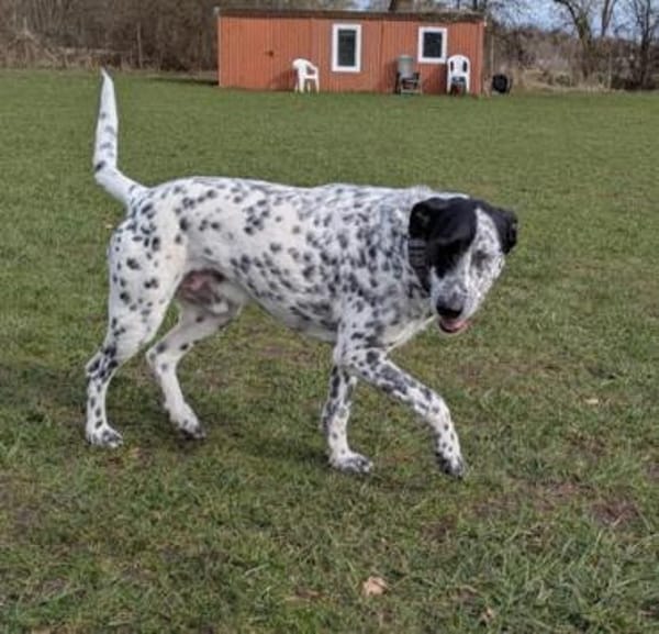 Bronco2 sucht einen Gnadenplatz