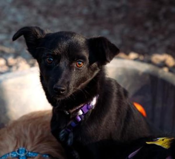 Minda unsere kleine Schönheit..