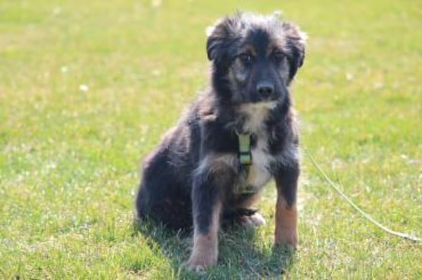 Sidney möchte mit Dir die Welt entdecken