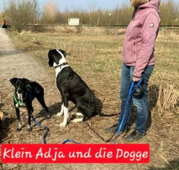 ADJA -Super lieb, fröhlich & aktiv-