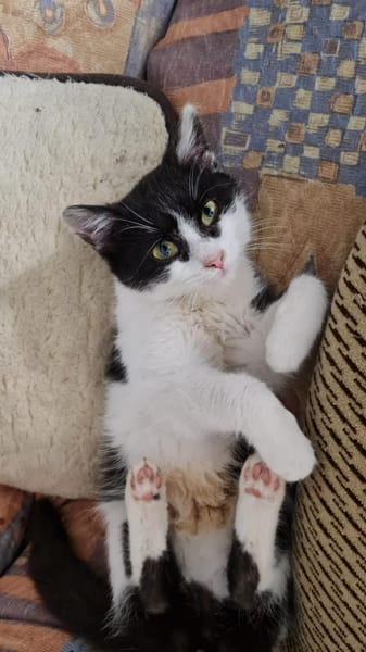 Milka - sucht ihr liebevolles Zuhause!