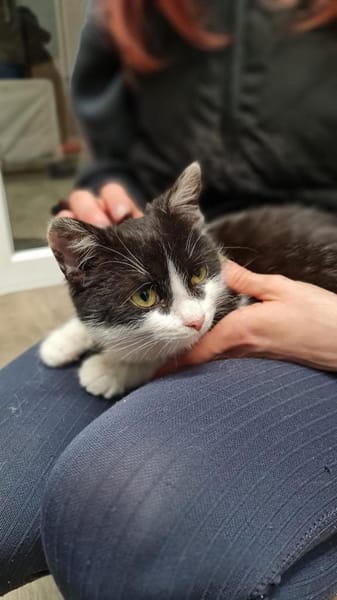 Milka - sucht ihr liebevolles Zuhause!