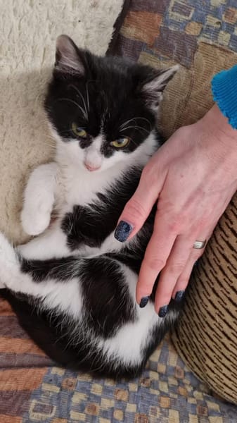 Milka - sucht ihr liebevolles Zuhause!