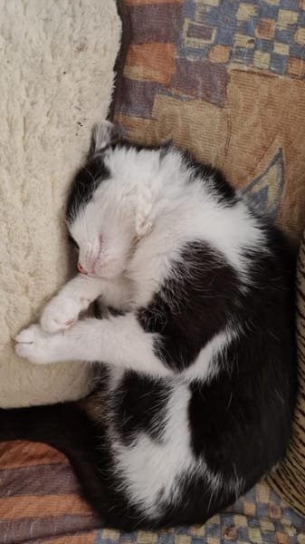 Milka - sucht ihr liebevolles Zuhause!